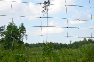 Ogrodzenie leśne