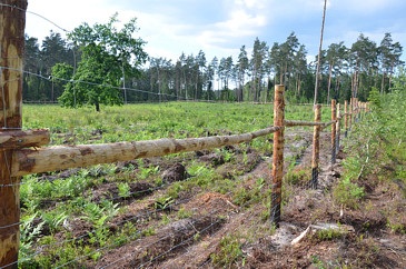 Ogrodzenie leśne