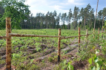 Ogrodzenie leśne