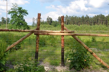 Ogrodzenie leśne