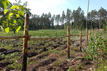 Ogrodzenie leśne
