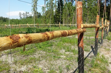 Ogrodzenie leśne