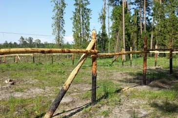 Ogrodzenie leśne